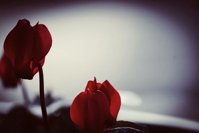 Close-up of red flowers