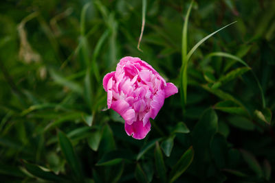 Close-up of pink flower blooming outdoors