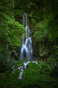 View of waterfall in forest