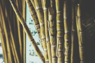 Close-up of bamboo on tree trunk