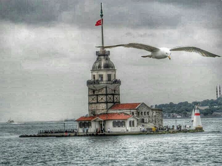 bird, waterfront, water, animal themes, building exterior, architecture, built structure, flying, animals in the wild, wildlife, seagull, one animal, sea, spread wings, rippled, river, day, outdoors, city, no people