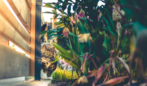 Close-up of cat on plant