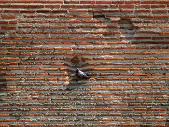 Low angle view of a bird on brick wall