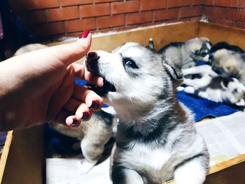 Close-up of hand holding dog