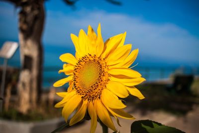 Close-up of yellow sunflower against sky