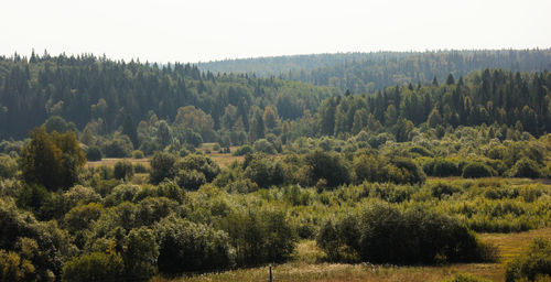 Pine trees in forest against sky