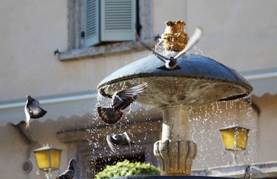 Birds flying by water fountain