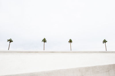 Palm trees against clear sky