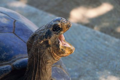 Close-up of angry tortoise with mouth open