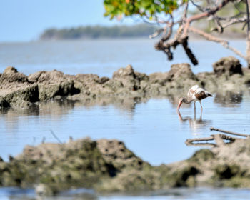 Birds on a lake