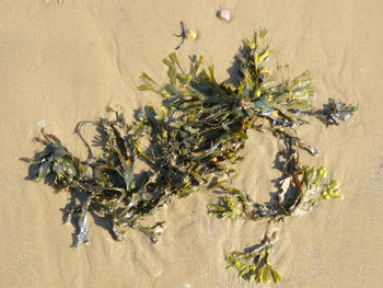 High angle view of seaweed plant on wet sand at beach