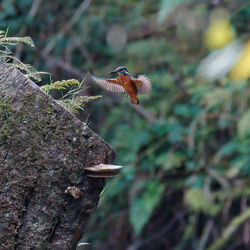 Close-up of kingfisher bird flying against blurred plants and tree trunk