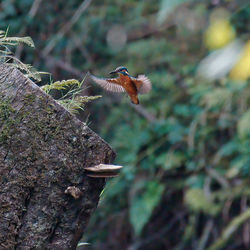 Close-up of bird flying against blurred plants