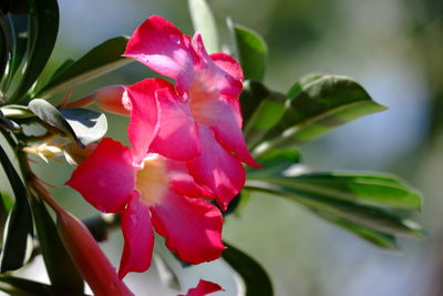 Close-up of pink rose flower