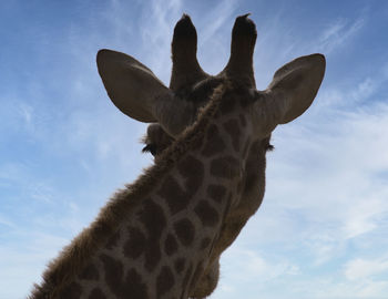 animal