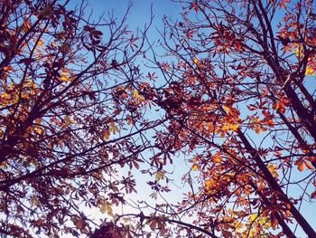 Low angle view of tree against sky