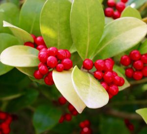 Close-up of red berries