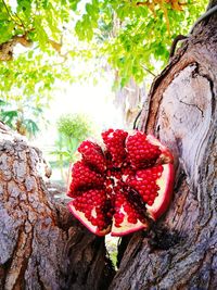 Close-up of fresh red plant against tree trunk