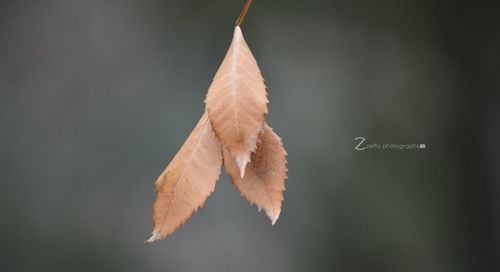 leaf