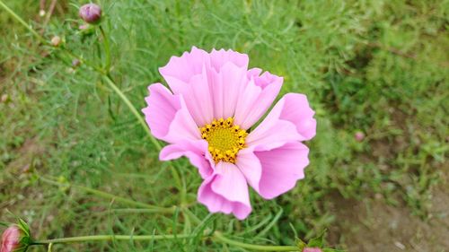 Close-up of lotus blooming on field