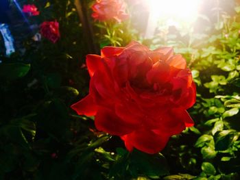 Close-up of red rose blooming outdoors