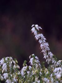 Close-up of white flowering plant