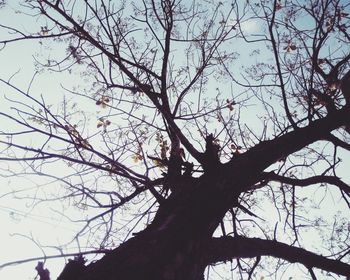 Low angle view of bare trees against sky