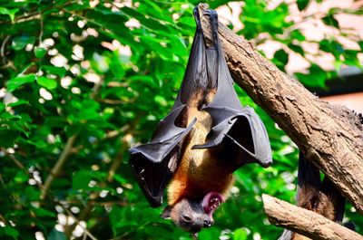Close-up of bat hanging from on tree