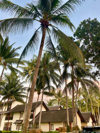 Low angle view of palm trees and building against sky