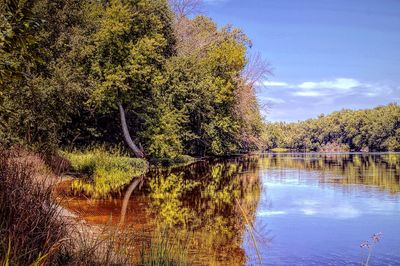 Reflection of trees in lake