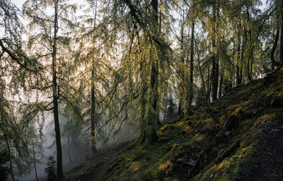 Trees in forest