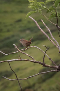 Close-up of bird perching on branch