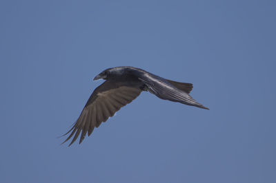 Low angle view of bird flying in sky