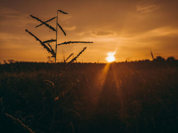 Scenic view of field against sky during sunset