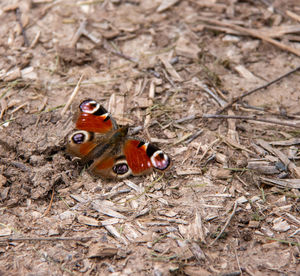 High angle view of butterfly on field