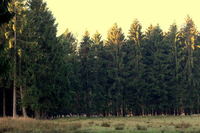 Panoramic view of pine trees in forest