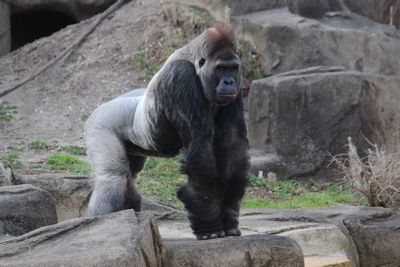 Monkey sitting on rock