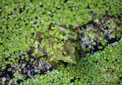 High angle view of frog on green leaf