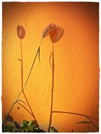 Close-up of yellow flower on wall