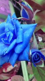 Close-up of flowers against black background