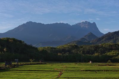 Scenic view of agricultural field against sky