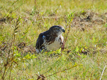 Bird perching on a grass