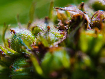 Close-up of spider on plant