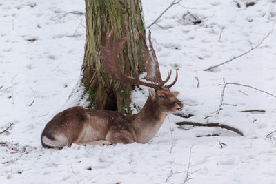 Deer on snow covered field