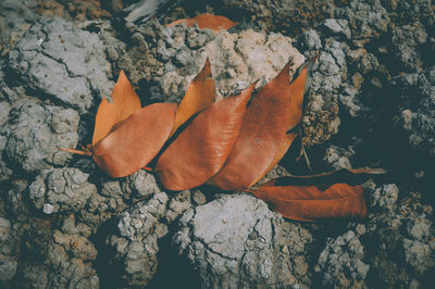 Close-up of autumn leaves on rock