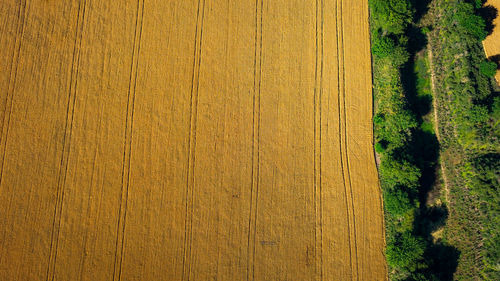 Full frame shot of tree stump