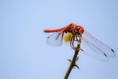 Close-up of dragonfly on twig against clear sky