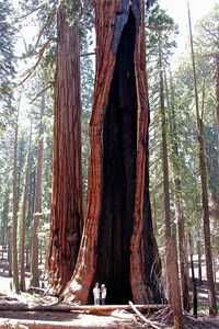 View of tree trunk