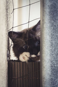 Close-up of cat in cage