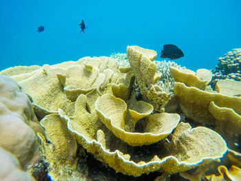 Fish swimming in sea